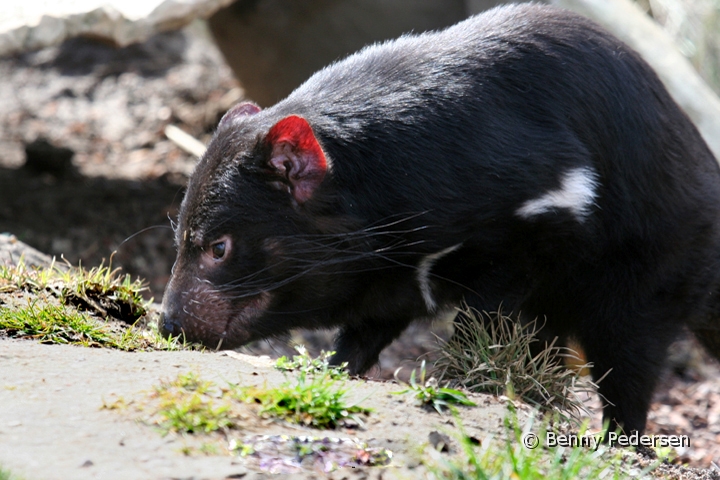 Tasmansk pungdjavel 1.jpg - Tasmansk pungdjævel (Sarcophilus harrisii )